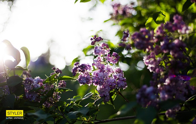 В Киеве зацвела сирень: яркий фоторепортаж из ботсада им. Гришко