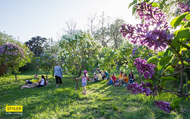 В Киеве зацвела сирень: яркий фоторепортаж из ботсада им. Гришко