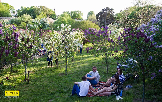 В Киеве зацвела сирень: яркий фоторепортаж из ботсада им. Гришко