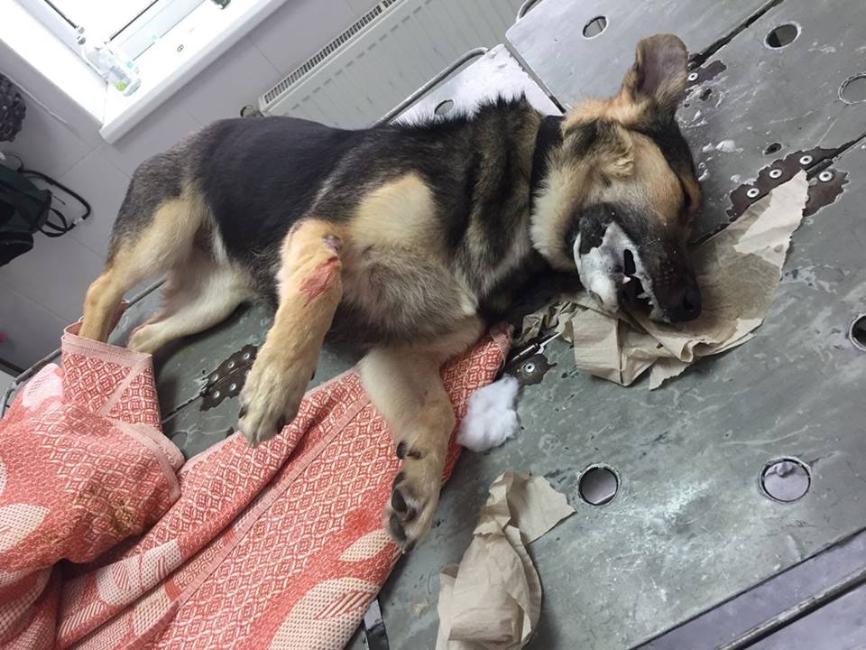 У Тернополі жорстоко труять безпритульних собак: люди в соцмережах обурені