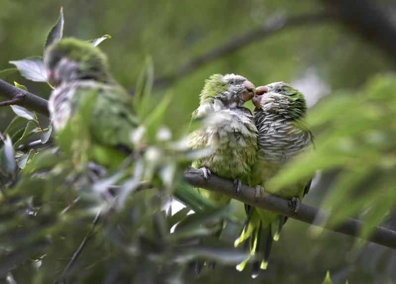 The Guardian показал самые необычные фото животных 2016 года