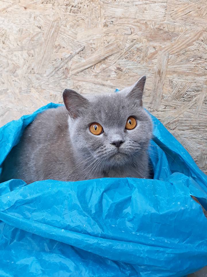 Засунули в пакет: в Тернополе выбросили на помойку кота (фото)