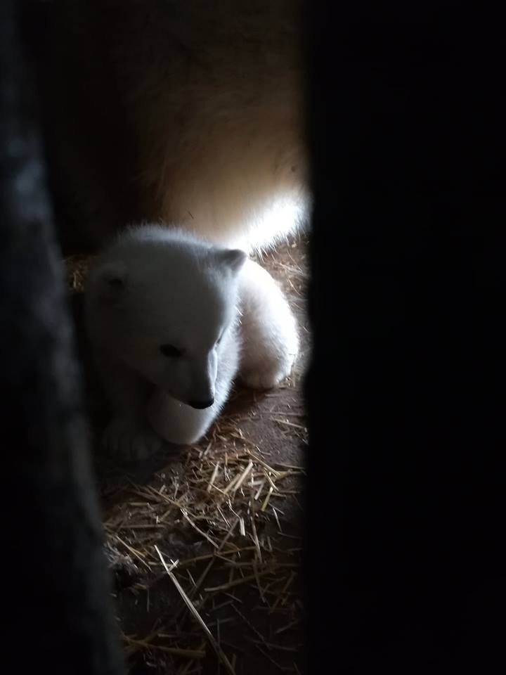 У Миколаївському зоопарку народився ведмежа
