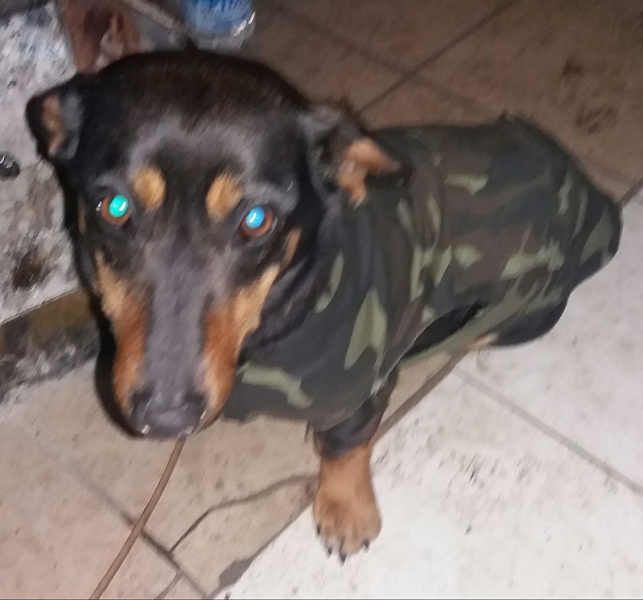 "Окопна" творчість бійця з Дніпропетровщини: вірші та "платтячко" для такси (фото)