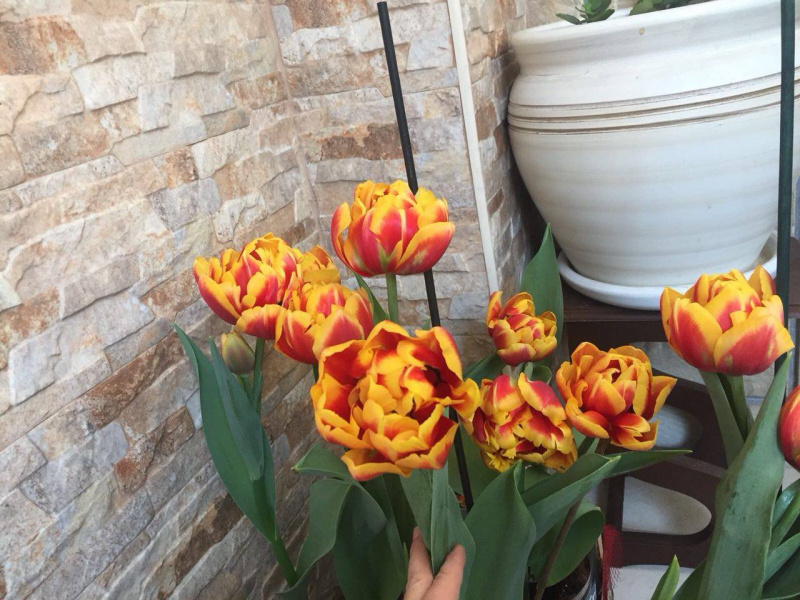 "Похожи на меня?": в честь Джамалы в Нидерландах вывели новый сорт тюльпанов (фото)