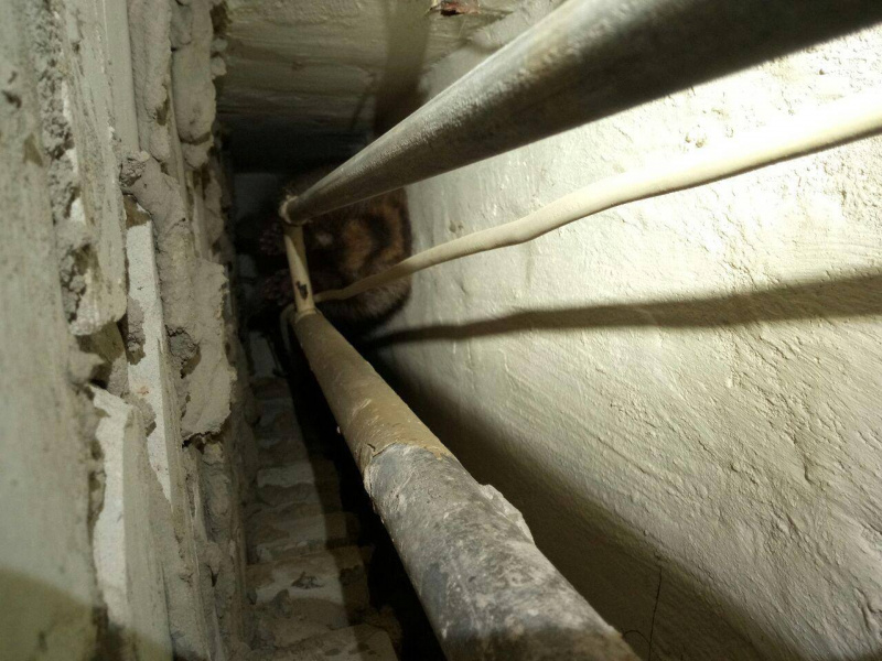 "Шансов на выживание было немного": в Киеве спасли енота (фото)