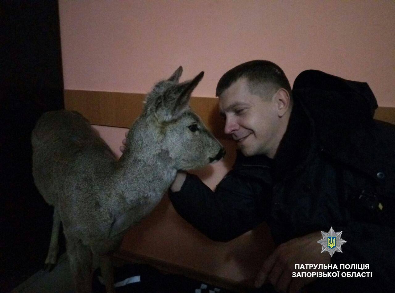 Запорожские &quot;копы&quot; спасли истощенную косулю (фото)
