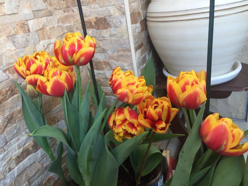 &quot;Похожи на меня?&quot;: в честь Джамалы в Нидерландах вывели новый сорт тюльпанов (фото)