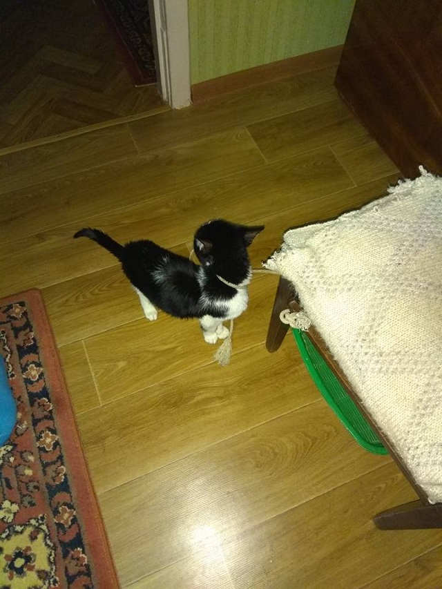 Дере шпалери: в Миколаєві неадекватна господиня тримає кошеня-скелета на мотузці