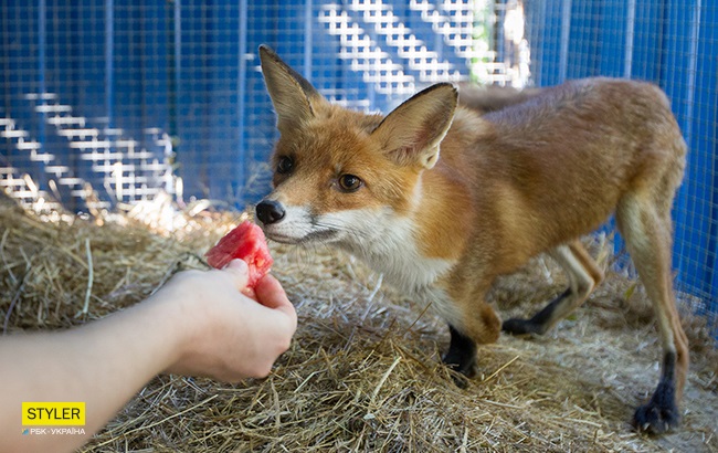 &quot;Били об стіну, нацьковували собак&quot;: як волонтер із Запоріжжя виходжує диких тварин і чому любить їх більше людей