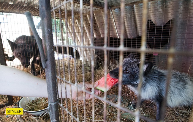 Песець і чорнобура лисиця