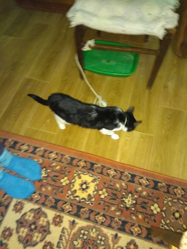 Дерет обои: в Николаеве неадекватная хозяйка держит котенка-скелета на веревке