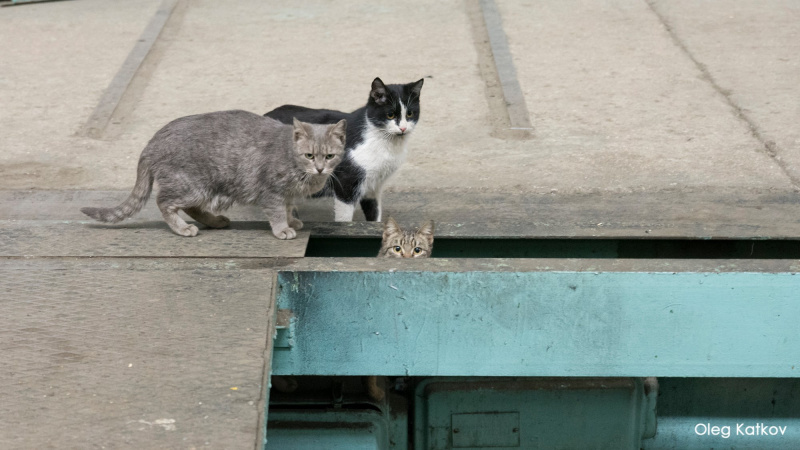 &quot;Котячее ведомство&quot;: в сети показали &quot;бригадиров&quot; завода им. Малышева, выпускающего танки (фото)