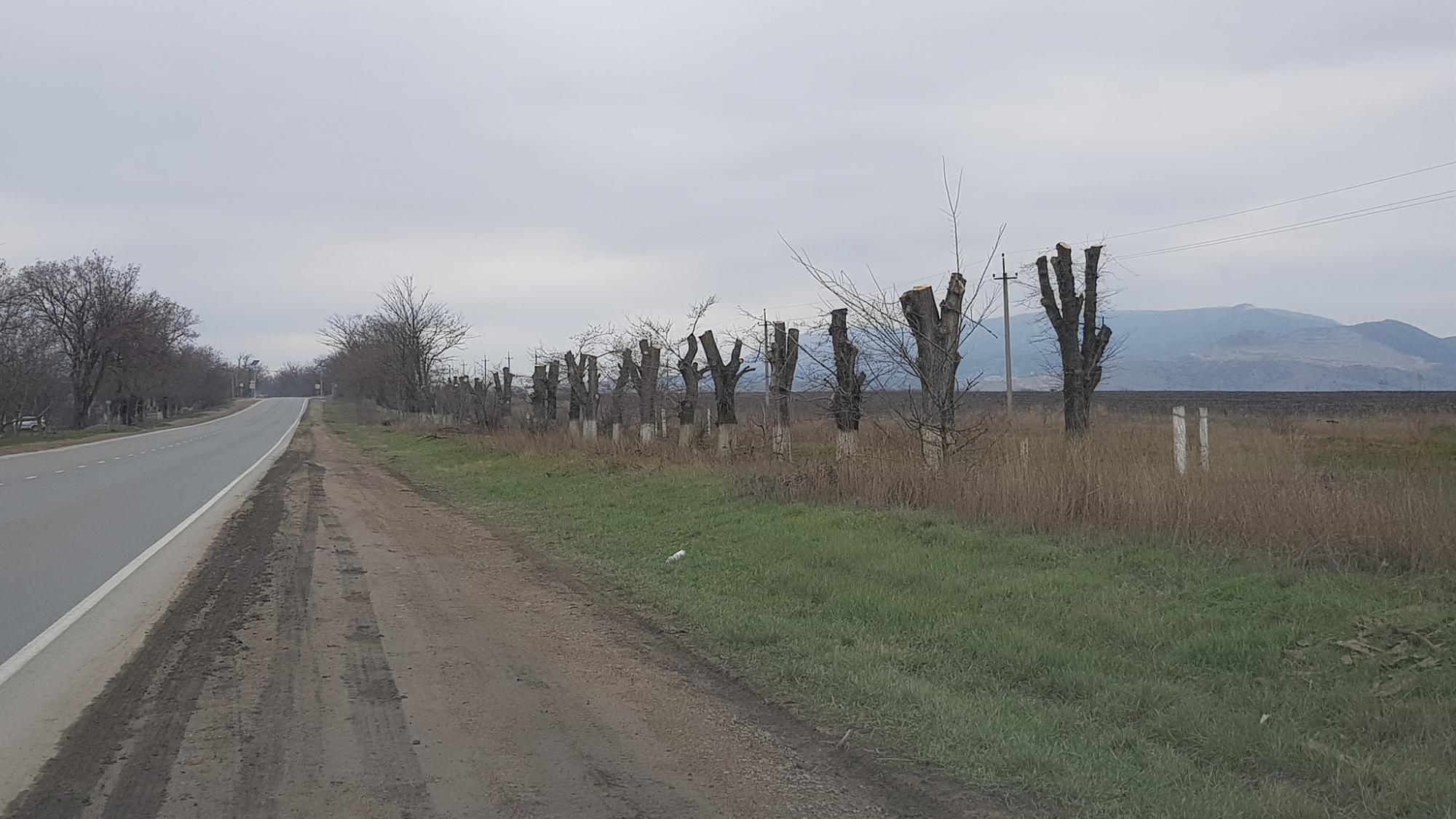 "Варварство в чистому вигляді": у Криму окупанти масово знищують дерева
