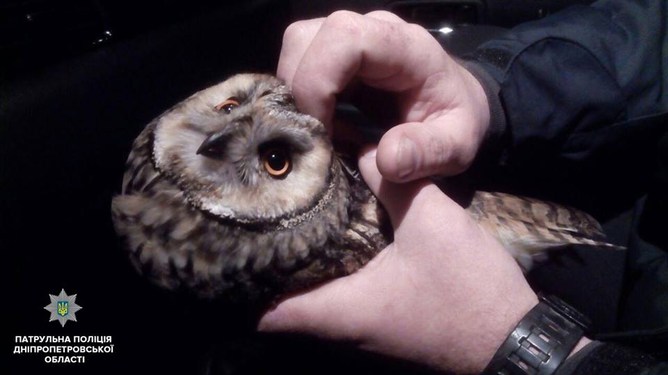 У Дніпрі поліцейські врятували рідкісну сову