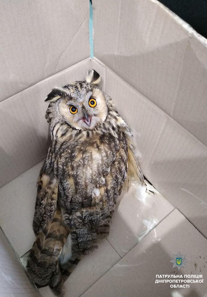 У Дніпрі поліцейські врятували рідкісну сову