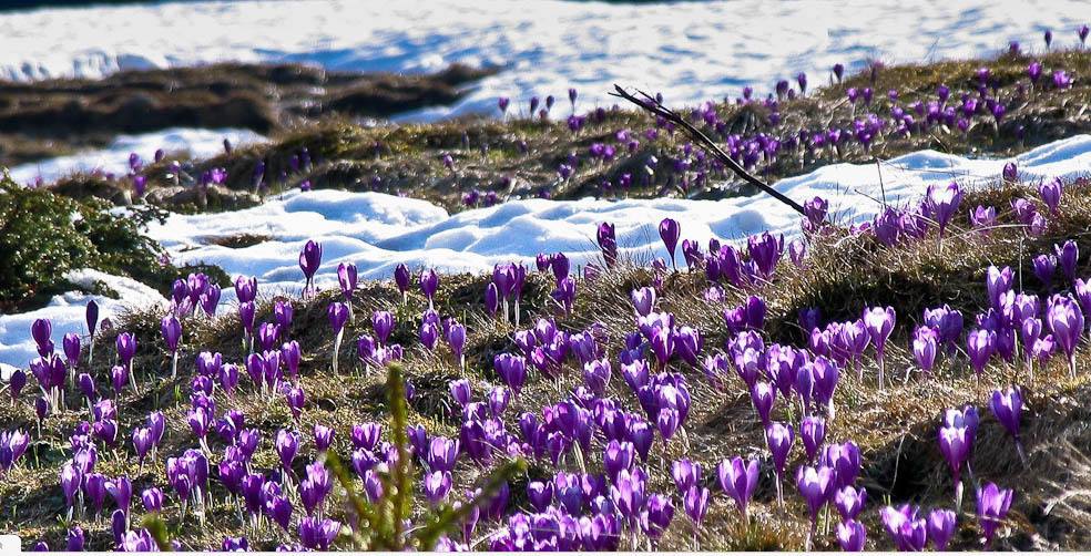 Весна близко: на Закарпатье зацвели крокусы (яркие фото)