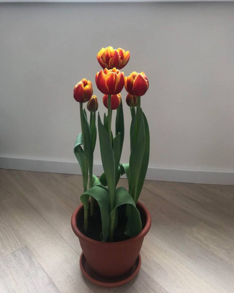 "Похожи на меня?": в честь Джамалы в Нидерландах вывели новый сорт тюльпанов (фото)