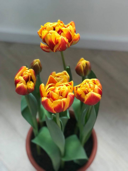 "Похожи на меня?": в честь Джамалы в Нидерландах вывели новый сорт тюльпанов (фото)