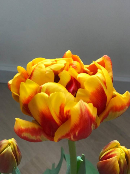 &quot;Похожи на меня?&quot;: в честь Джамалы в Нидерландах вывели новый сорт тюльпанов (фото)