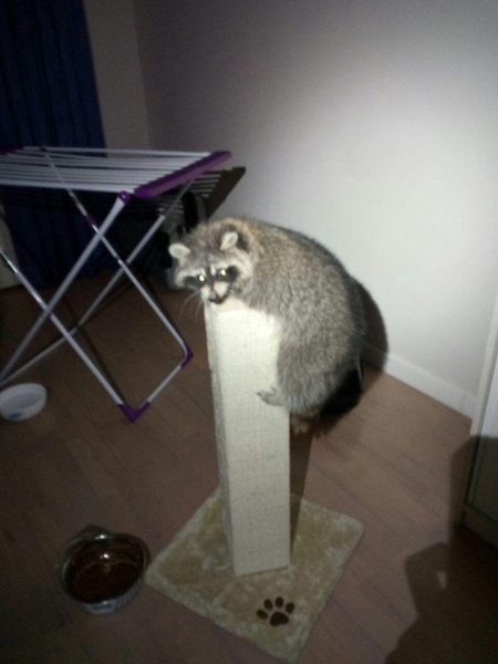 "Шансов на выживание было немного": в Киеве спасли енота (фото)