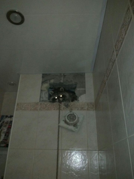 "Шансов на выживание было немного": в Киеве спасли енота (фото)