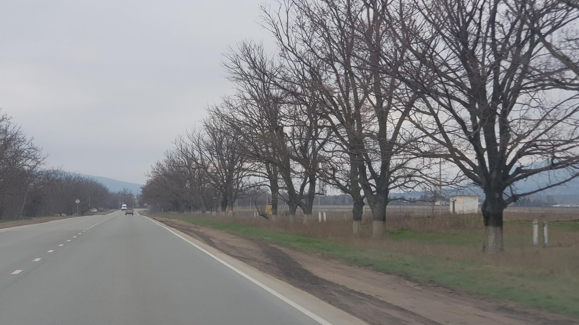 "Варварство в чистому вигляді": у Криму окупанти масово знищують дерева