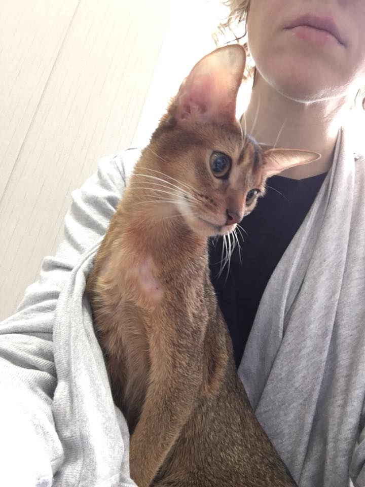 "Лечить не будем": в сети просят помочь кошке дорогой породы, которую бросили хозяева (фото)