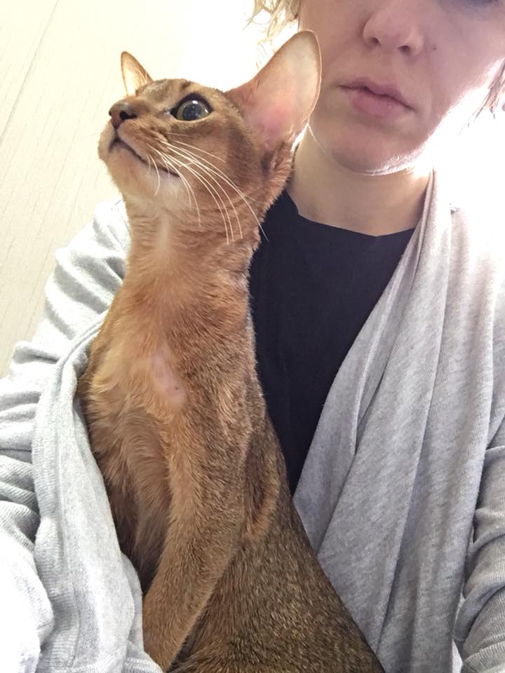 "Лечить не будем": в сети просят помочь кошке дорогой породы, которую бросили хозяева (фото)