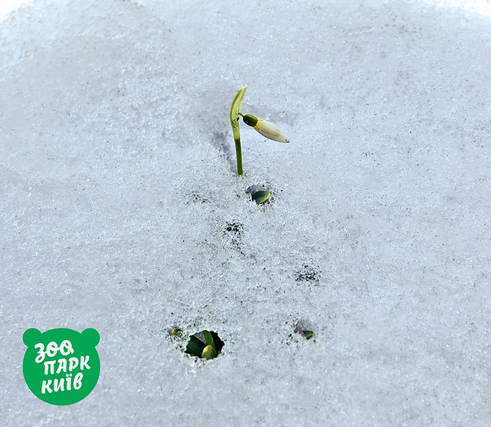 Весна прийшла: у мережі показали фото пролісків у Києві