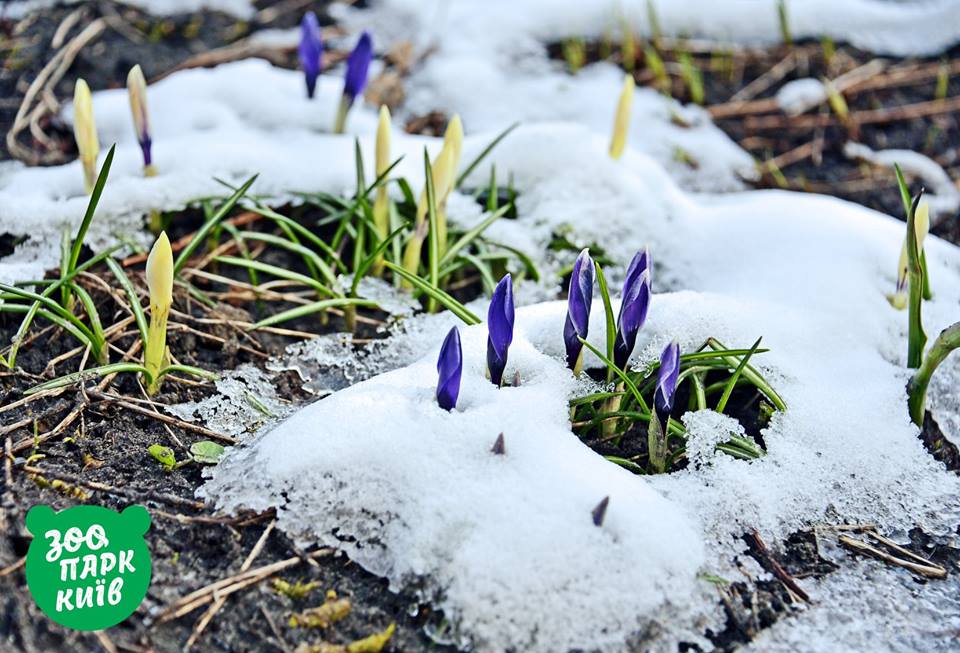 Весна прийшла: у мережі показали фото пролісків у Києві
