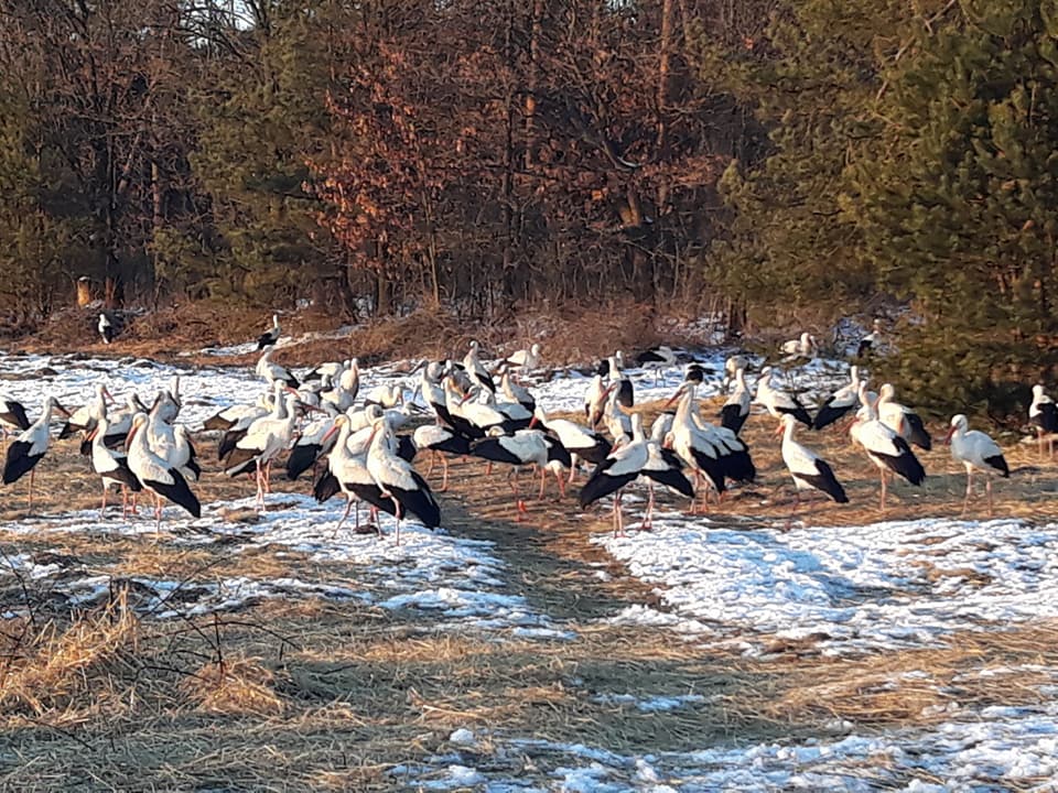 Операція з порятунку триває: як українці допомагають лелекам (відео)