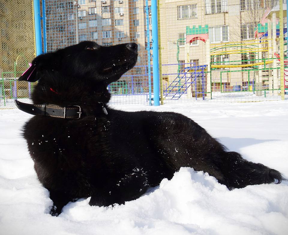 &quot;Бесстрашно бросилась спасать&quot;: сеть растрогала история про храбрую собаку в Киеве