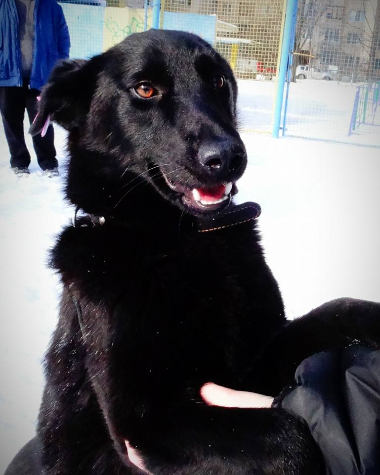 &quot;Бесстрашно бросилась спасать&quot;: сеть растрогала история про храбрую собаку в Киеве