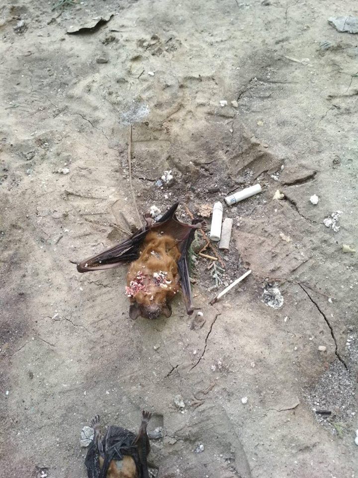 В Днепре выкинули с крыши несколько сотен летучих мышей