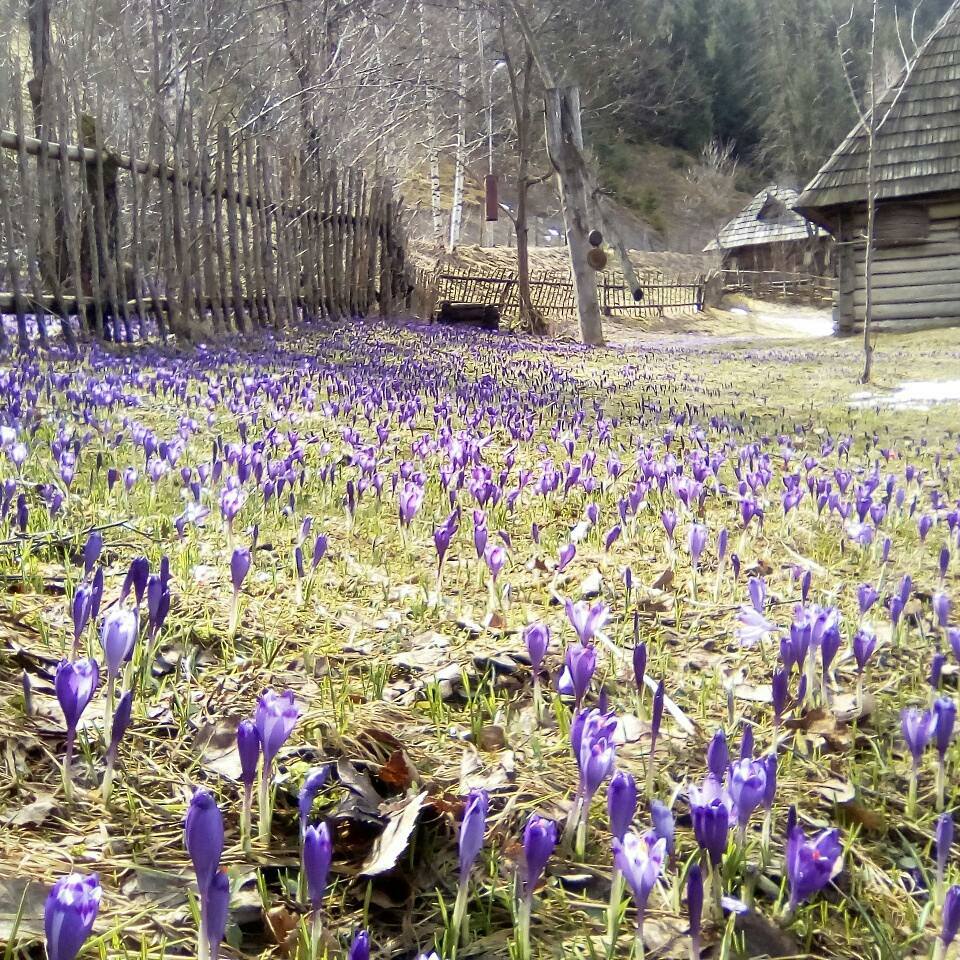 "Зашафранило": на Закарпатті щосили розквітли крокуси (фото)