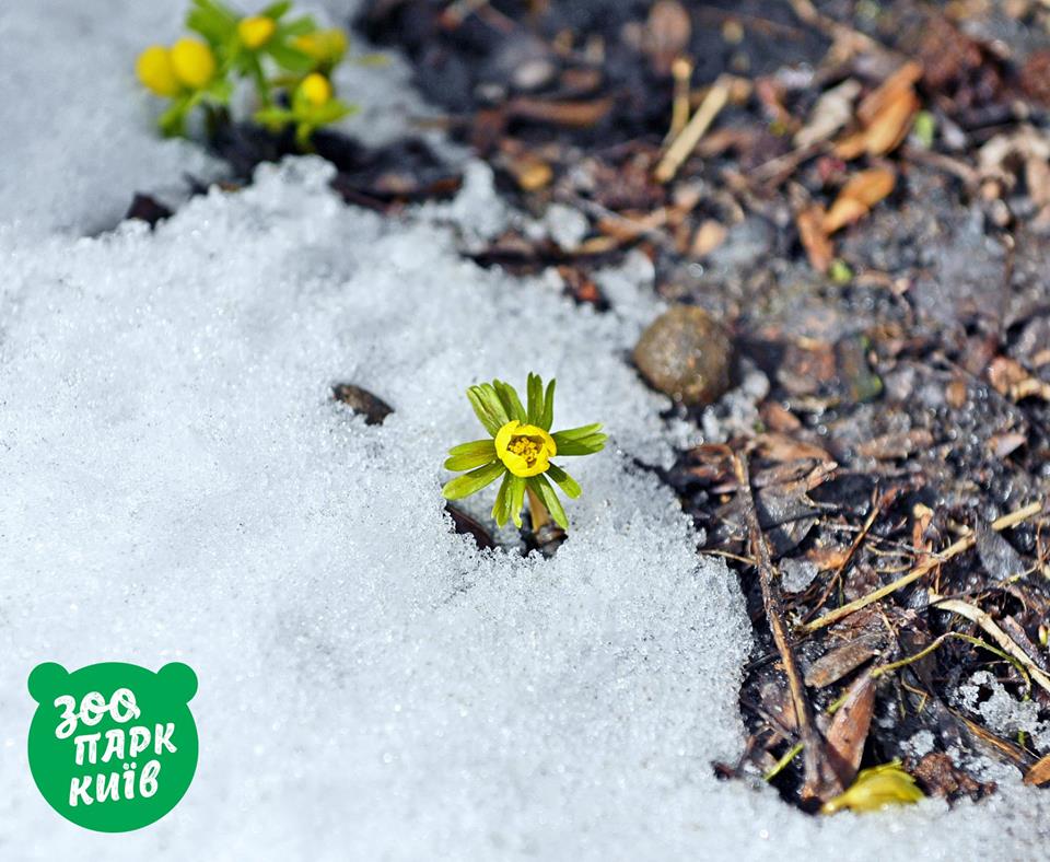 Весна прийшла: у мережі показали фото пролісків у Києві