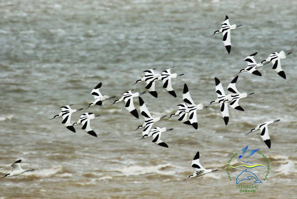 В Одесской области из Африки вернулись "крылатые зебры"