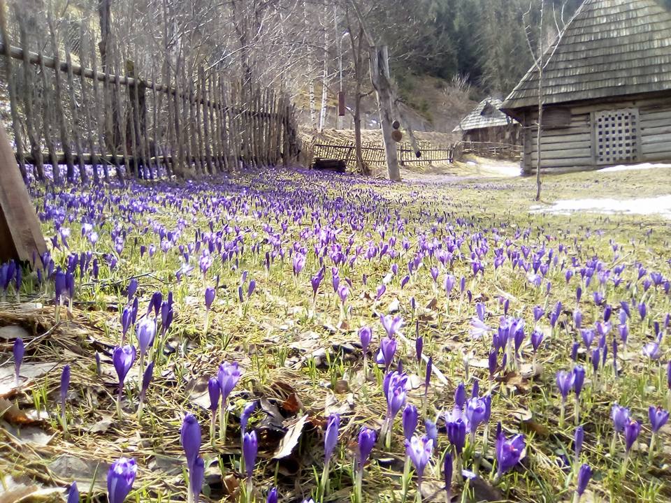 "Зашафранило": на Закарпатті щосили розквітли крокуси (фото)