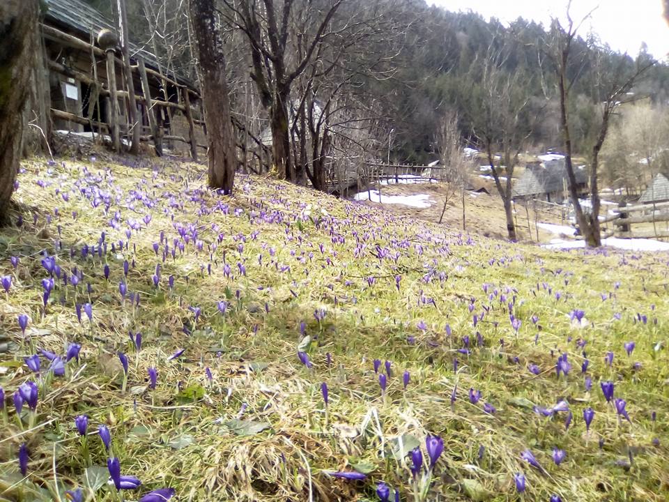 "Зашафранило": на Закарпатті щосили розквітли крокуси (фото)