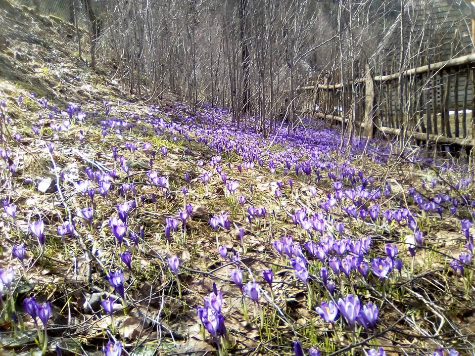 "Зашафранило": на Закарпатті щосили розквітли крокуси (фото)