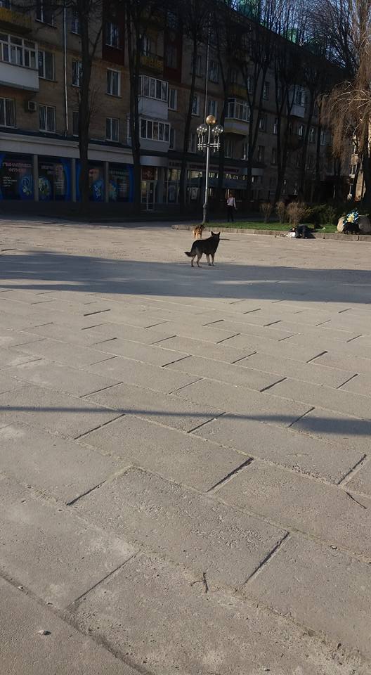 В центрі Рівного лікарі не могли допомогти чоловікові через розлючених бродячих собак