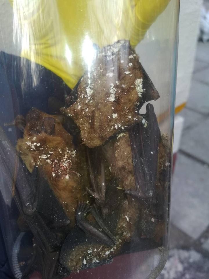 В Днепре выкинули с крыши несколько сотен летучих мышей