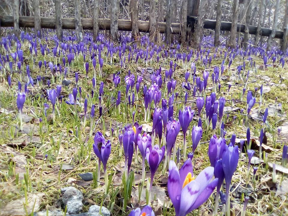 "Зашафранило": на Закарпатті щосили розквітли крокуси (фото)