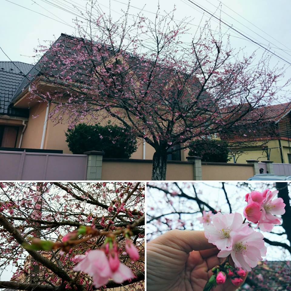 На Закарпатье зацвели сакуры (фото)