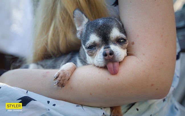 &quot;Били об стіну, нацьковували собак&quot;: як волонтер із Запоріжжя виходжує диких тварин і чому любить їх більше людей