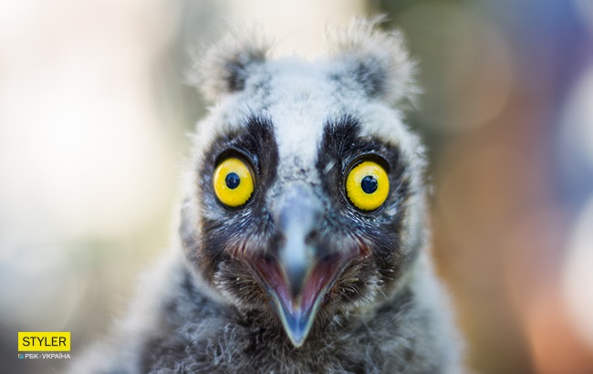 Сови Олесі Кулик