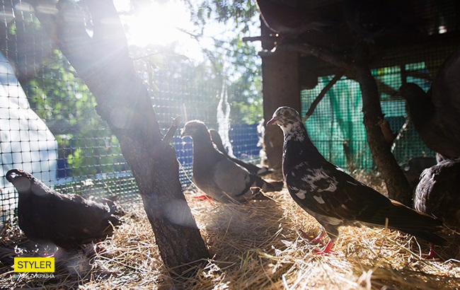 &quot;Били об стіну, нацьковували собак&quot;: як волонтер із Запоріжжя виходжує диких тварин і чому любить їх більше людей