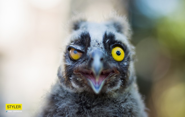 &quot;Били об стіну, нацьковували собак&quot;: як волонтер із Запоріжжя виходжує диких тварин і чому любить їх більше людей