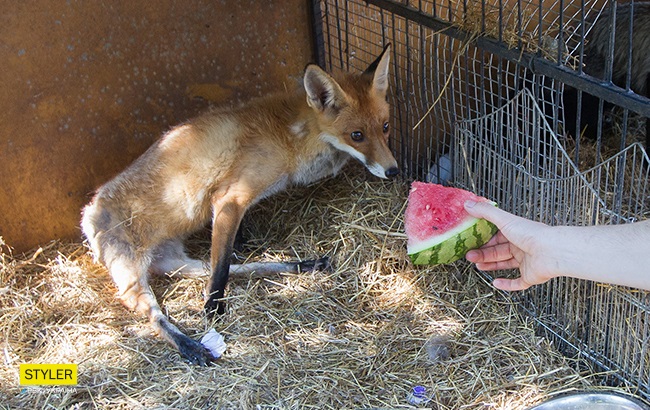 Лисиця Аліса